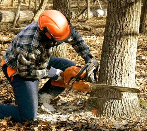 Tree Removal in Cloverdale, OH